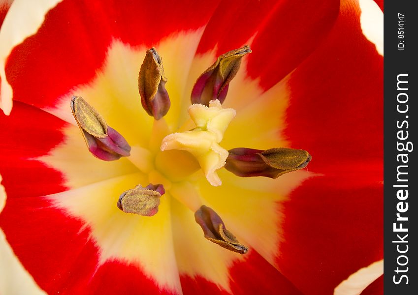 Beautiful red tulip, macro shot. Beautiful red tulip, macro shot