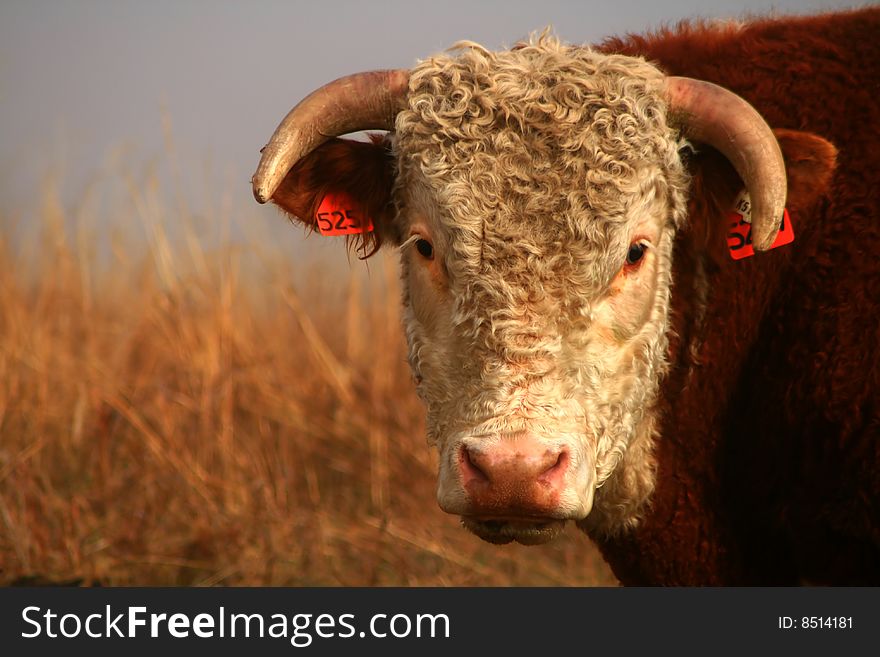 Bull standing in pasture on foggy autumn morning, Idaho. Bull standing in pasture on foggy autumn morning, Idaho