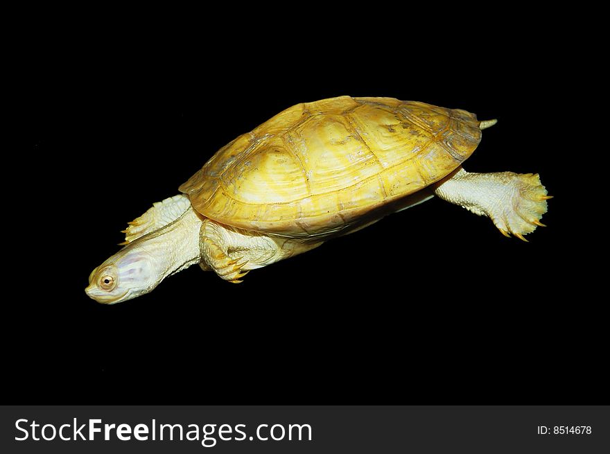 Rare albino turtle on black background