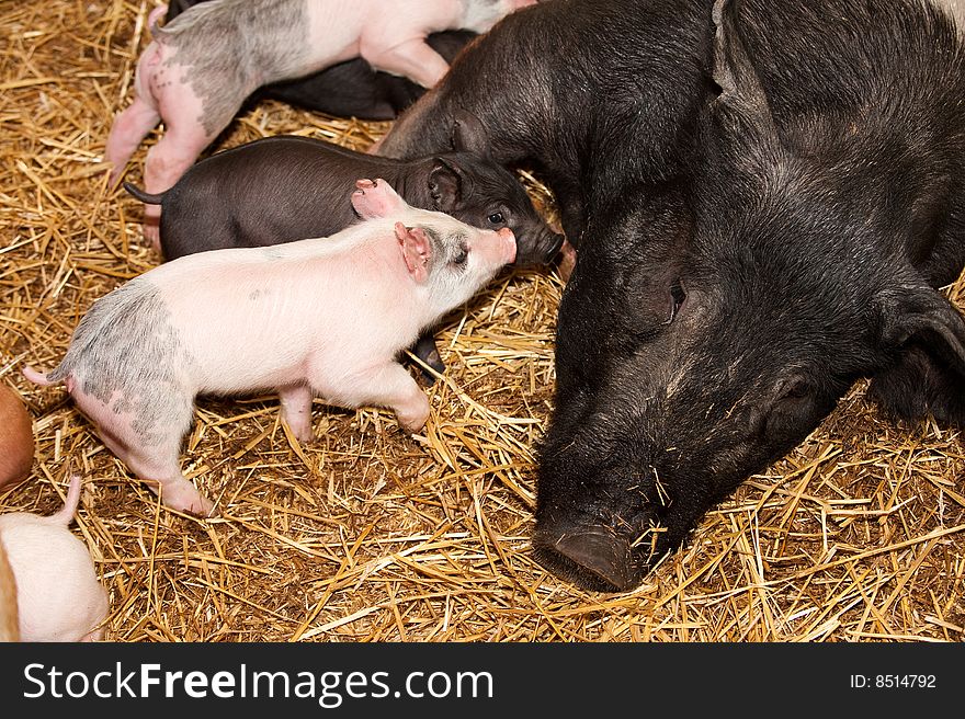 Sow and baby piglet in a barn pen. Sow and baby piglet in a barn pen.