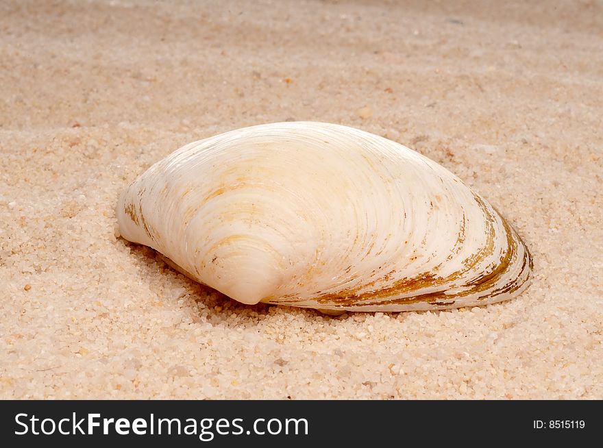 A horizontal closeup of a sea shell on sand
