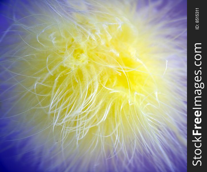 Close-up of a yellow feather on a blue background