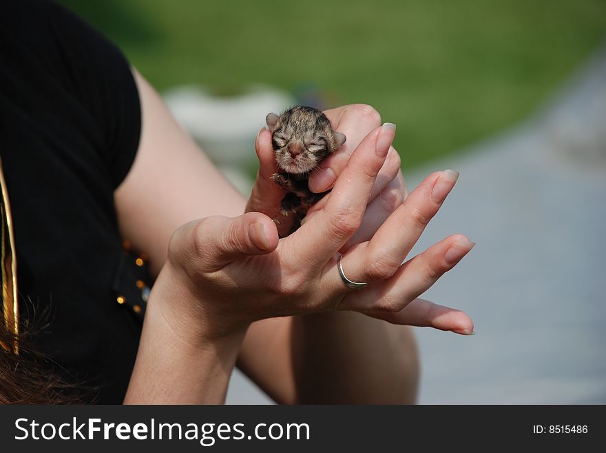 Newborn kitten on a woman hand