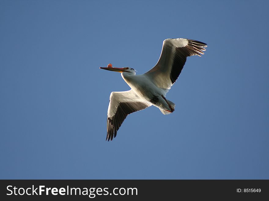 A breeding American white pelican flying above Island Lake on a clear, blue day in Northome, MN. A breeding American white pelican flying above Island Lake on a clear, blue day in Northome, MN.