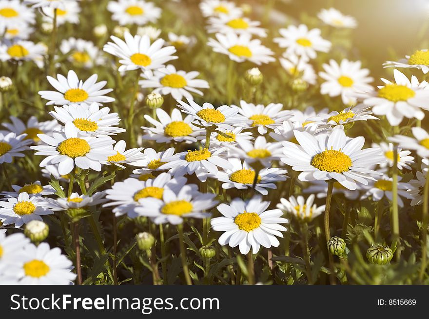 Camomile field under the sunlight, selective focus