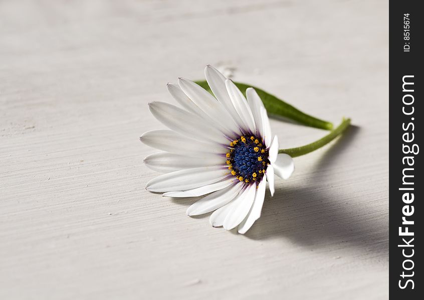 Beautiful daisy on the rustic table