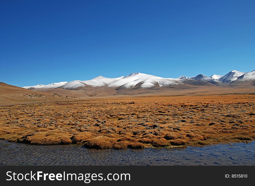 Autumn Wetland & Snow Mountians over Blue Sky