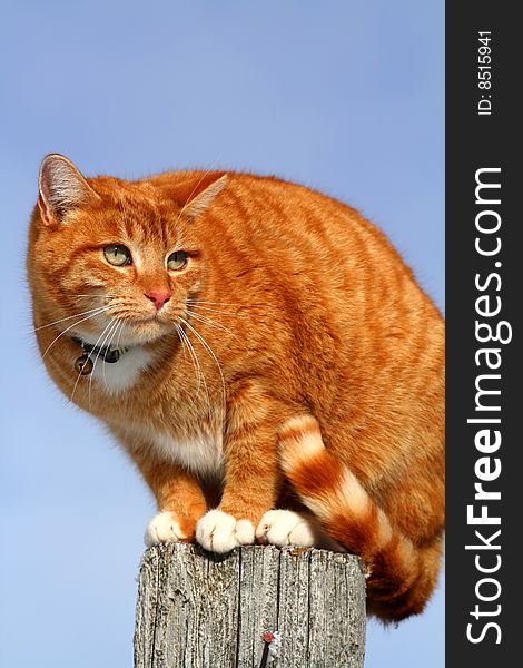 Yellow tabby cat looking with caution from a tall fencepost. Yellow tabby cat looking with caution from a tall fencepost