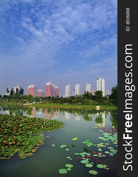 a Beautifuland tranqil picture of the Urban landscape, with lotus in the river. it's a perfect conbinition of the modern view and the nature.