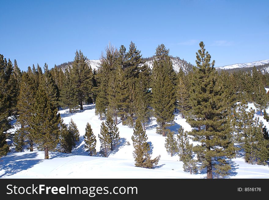 The view from a trail on Mammoth Mountain, CA