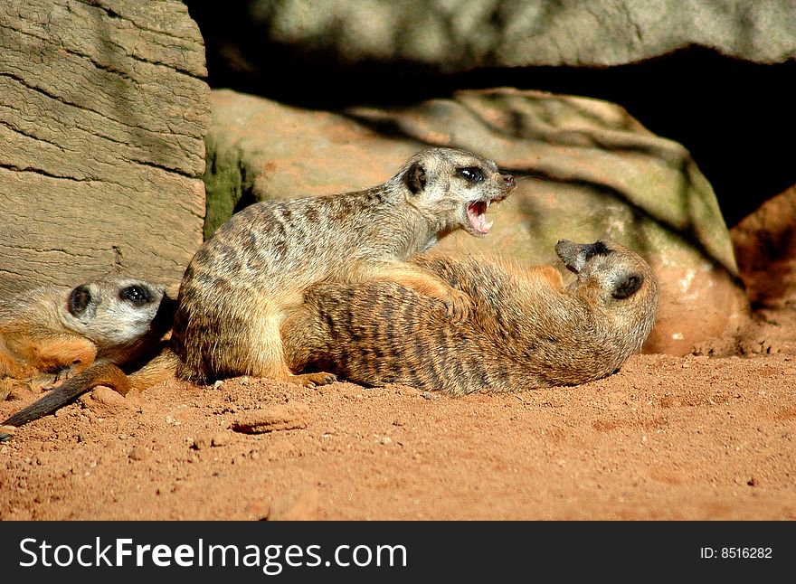 Meercats getting vicious with each other. Meercats getting vicious with each other