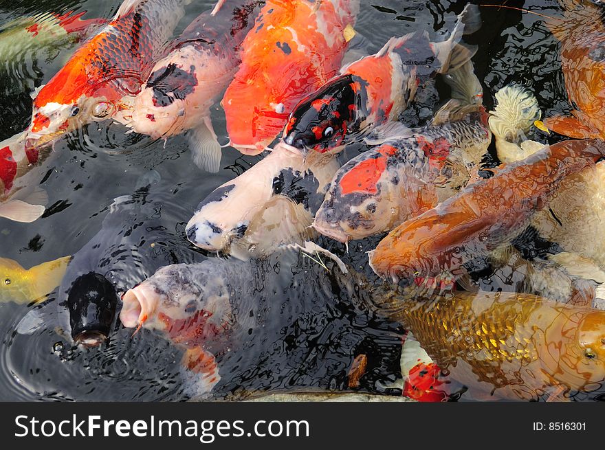 A school of koi at a Japanese garden