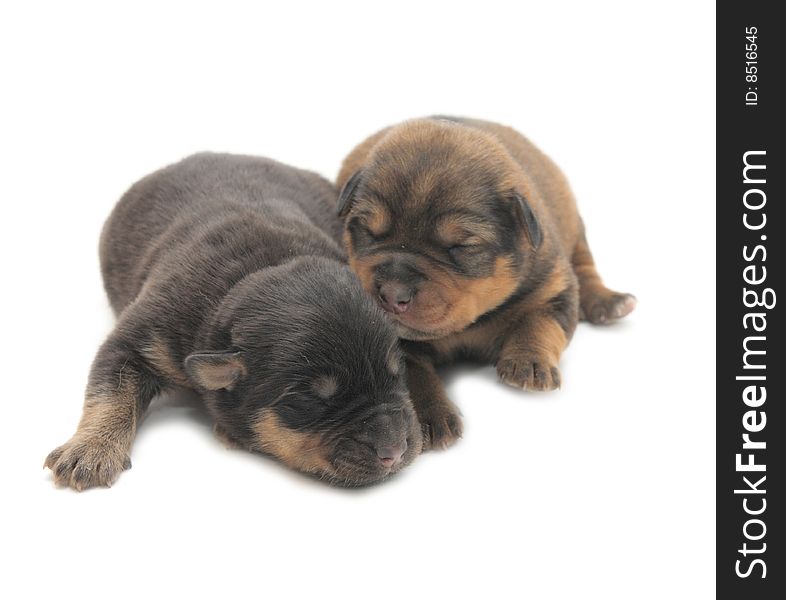 Two small blind puppies on a white background