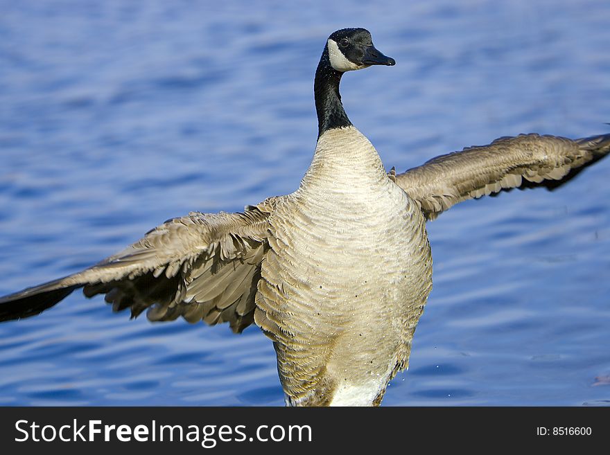 Canada Goose Landing in Water