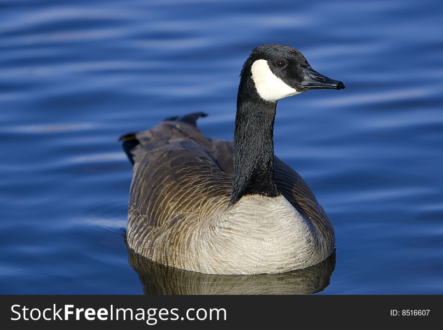 Canada Goose Floating On Lake