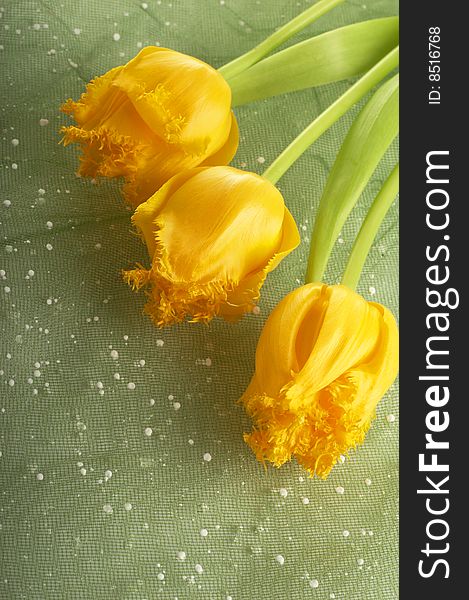 Yellow tulips against light green background