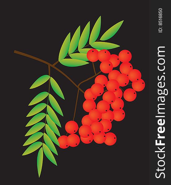 Rowan berries on a black background. Vector illustration