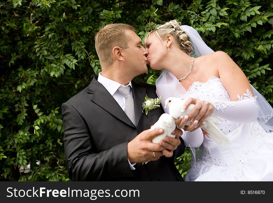 Two white pigeons in hands of bride and groom. Two white pigeons in hands of bride and groom