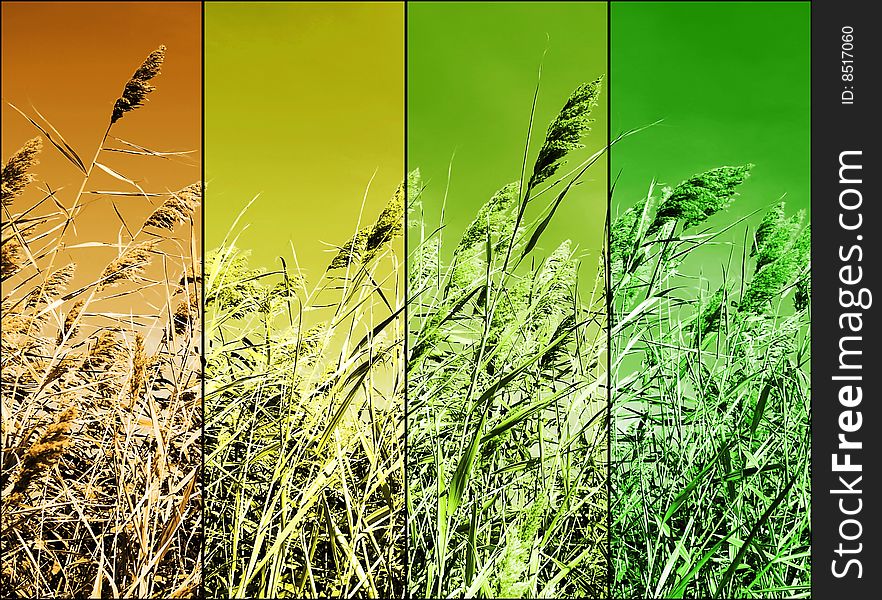 Background with parts colored wheat stalks. Background with parts colored wheat stalks