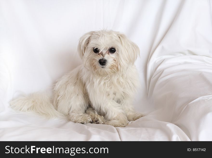 Picture of small shaggy dog. Picture of small shaggy dog