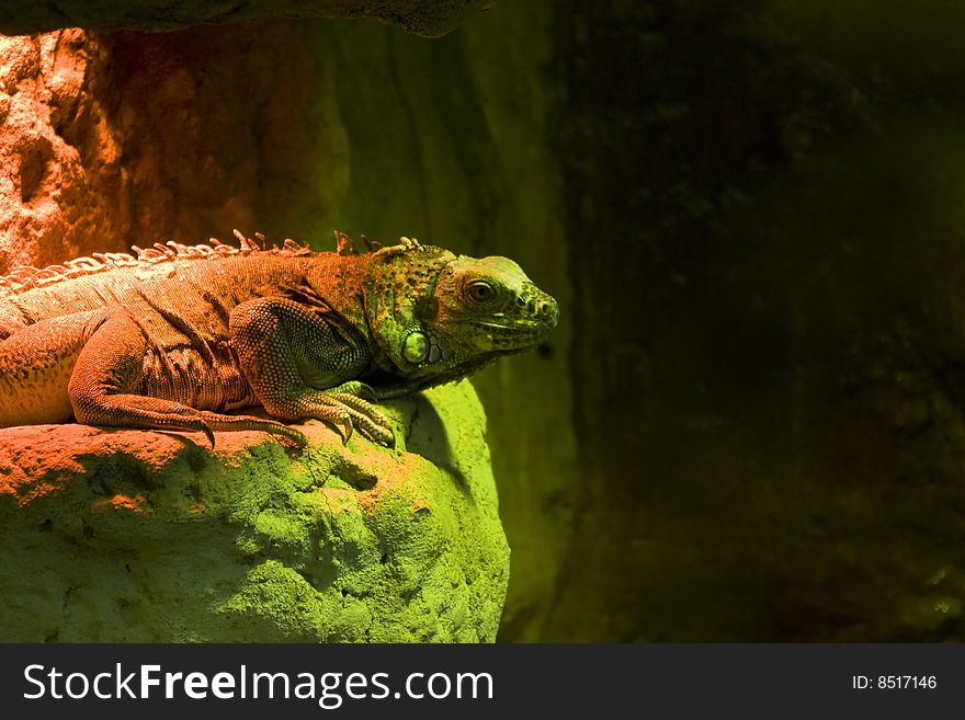 Iguana on a rock in a zoo in Moscow. Iguana on a rock in a zoo in Moscow