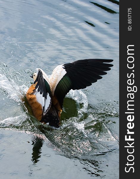 Parti-coloured duck landed on the surface of lake in summer park. Parti-coloured duck landed on the surface of lake in summer park