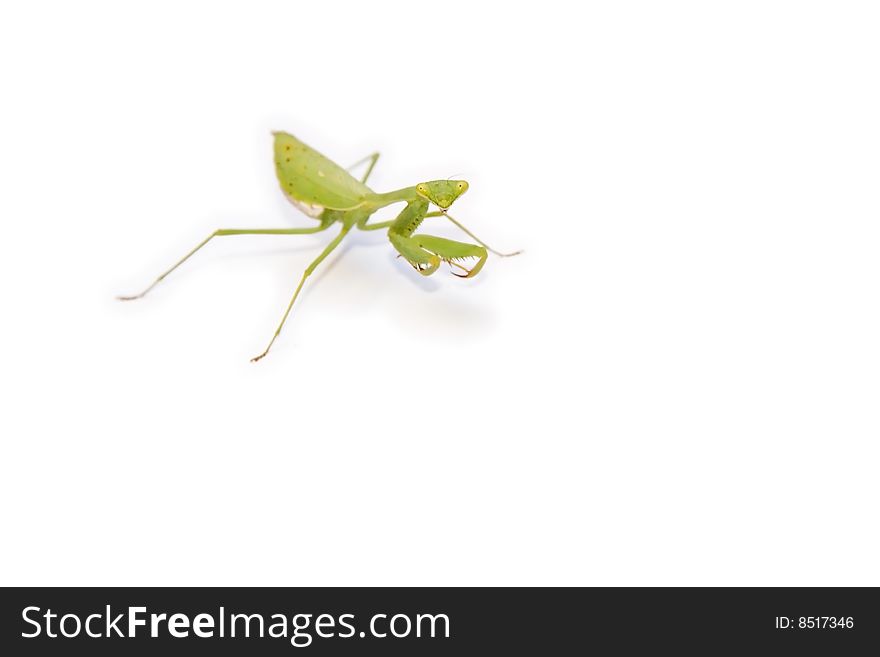 Bright green Giant African Mantis isolated on white background. Bright green Giant African Mantis isolated on white background