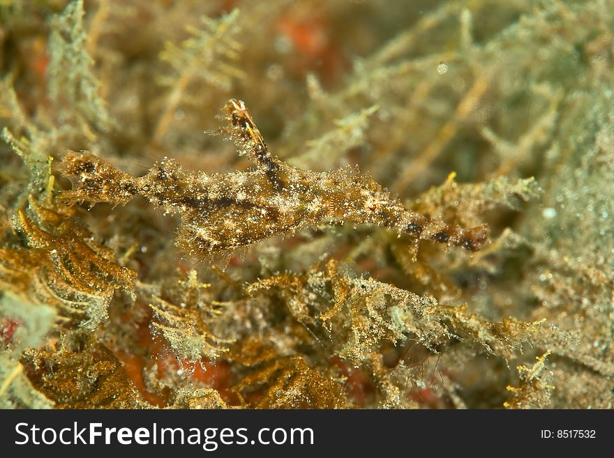 Fozzy ghost pipefish (solenostomus leptosomus) taken in the red sea.