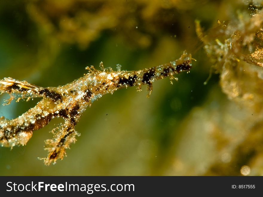 Fozzy ghost pipefish (solenostomus leptosomus)taken in the red sea.