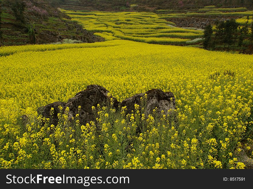 Rock In A Yellow Flower Field