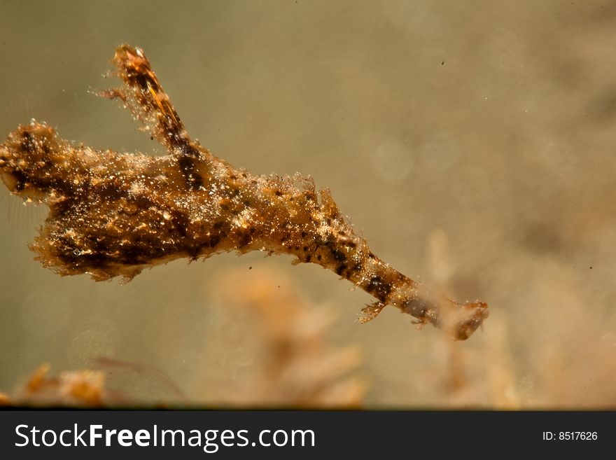 Fozzy ghost pipefish (solenostomus leptosomus)taken in the red sea.