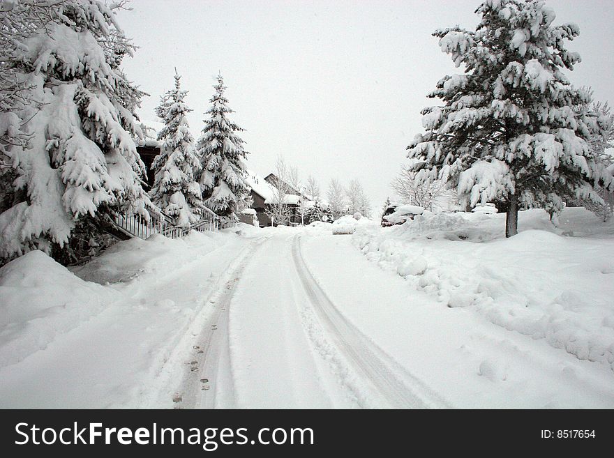 Snow covered trees and road. Snow covered trees and road