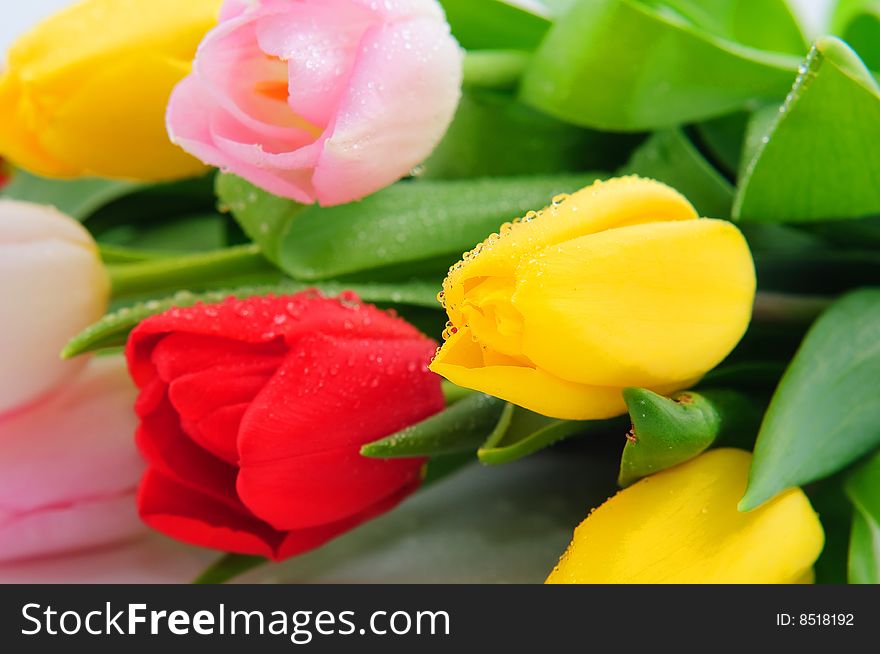 Closeup of colorful fresh tulips. Closeup of colorful fresh tulips