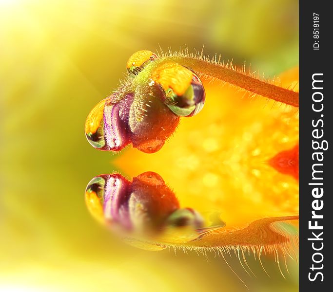 Little flower and morning dew. reflection. macro