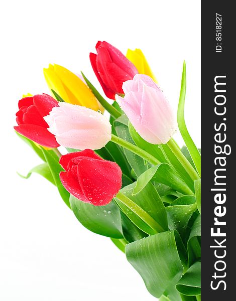 Bunch of colorful fresh tulips isolated on white. Bunch of colorful fresh tulips isolated on white