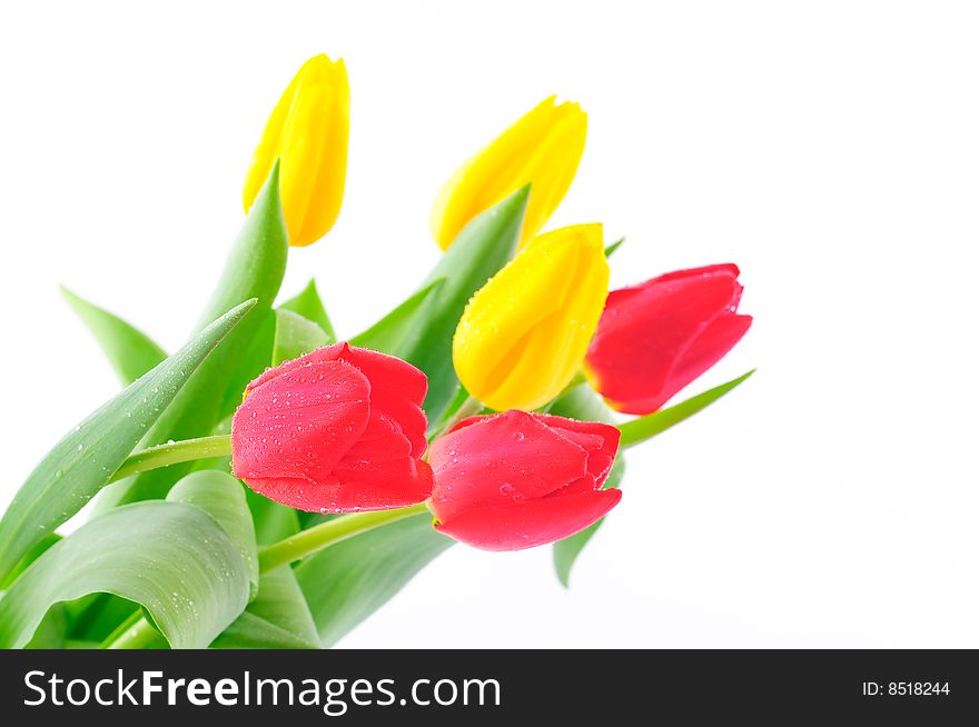 Bunch of fresh colorful tulips. Bunch of fresh colorful tulips