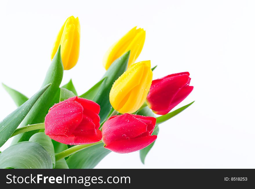 Closeup of colorful tulips bunch. Closeup of colorful tulips bunch