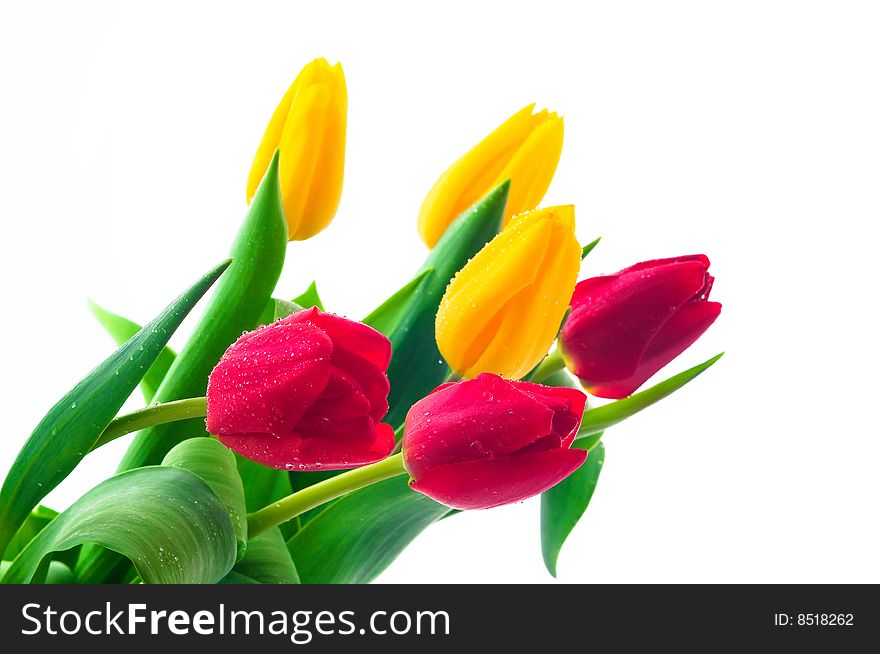 Bunch of fresh colorful tulips. Bunch of fresh colorful tulips