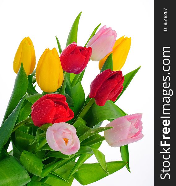 Bunch of fresh colorful tulips. Bunch of fresh colorful tulips