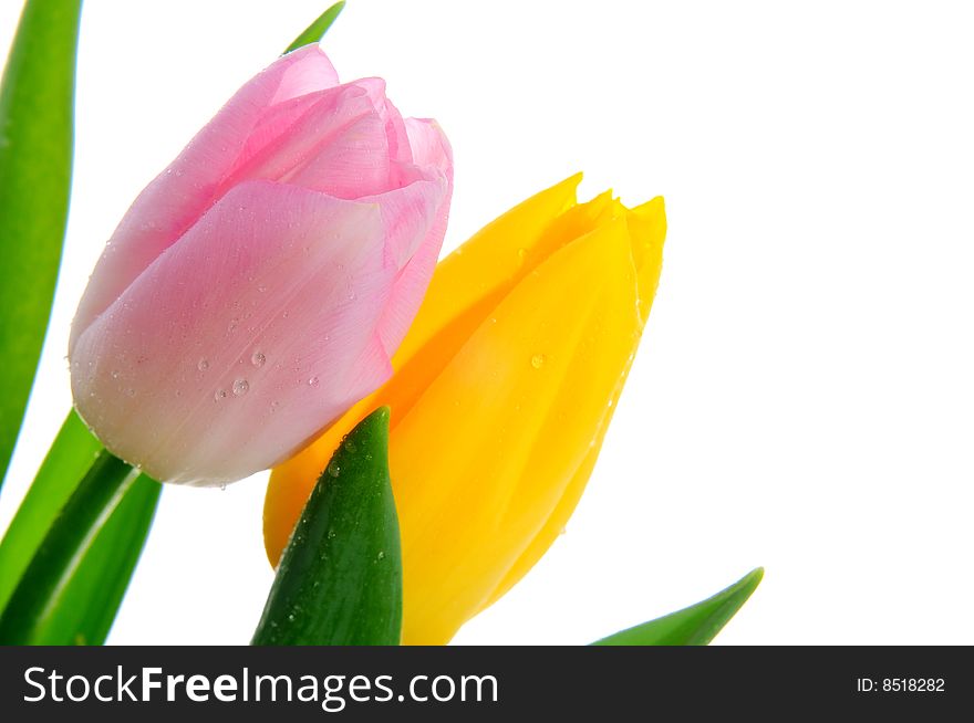 Closeup of colorful tulips isolated on white. Closeup of colorful tulips isolated on white