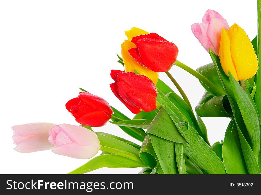 Bunch of fresh colorful tulips. Bunch of fresh colorful tulips