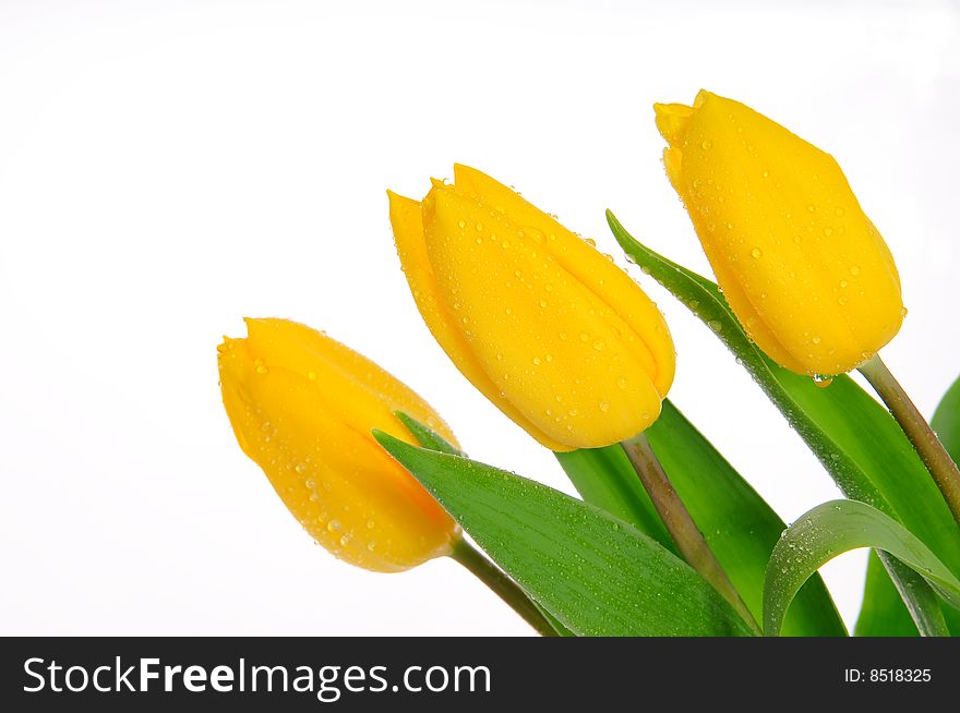 Three yellow tulips isolated on white. Three yellow tulips isolated on white