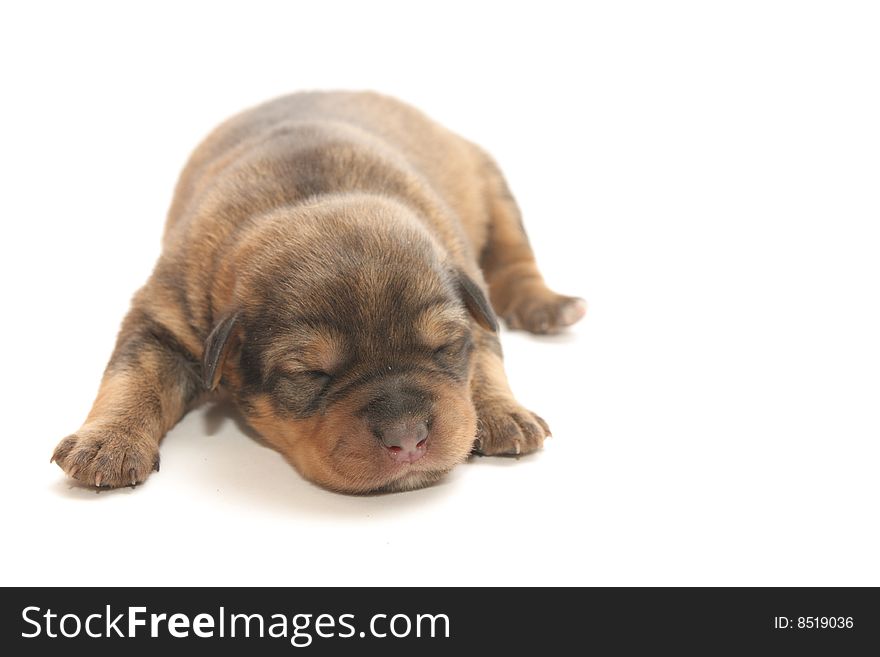 Small blind puppy on a white background