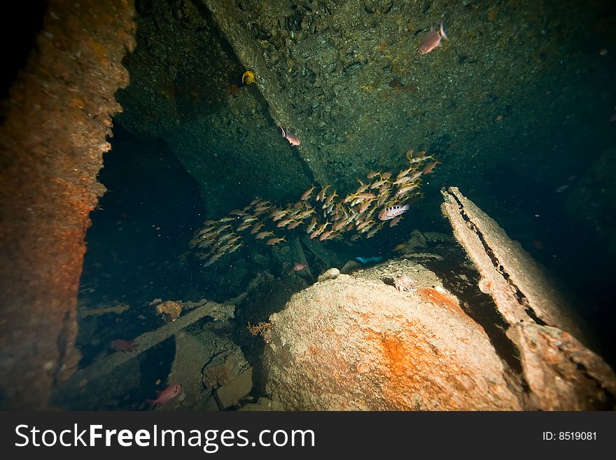 Wreck Dunraven 1876 taken in the red sea.