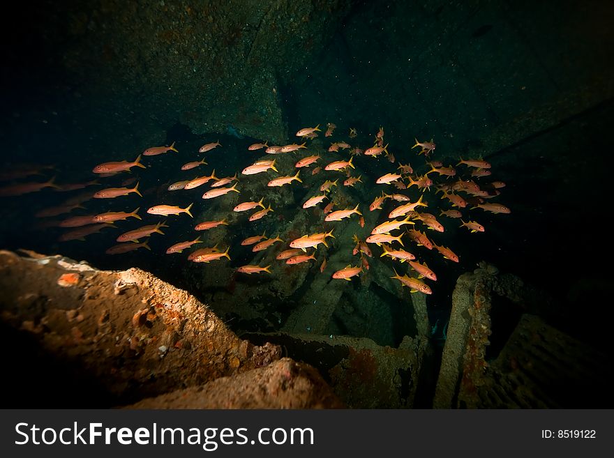 Wreck Dunraven 1876 taken in the red sea.