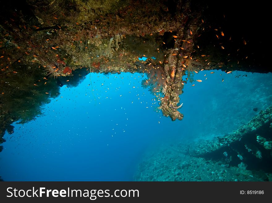 Wreck Dunraven 1876 taken in the red sea.