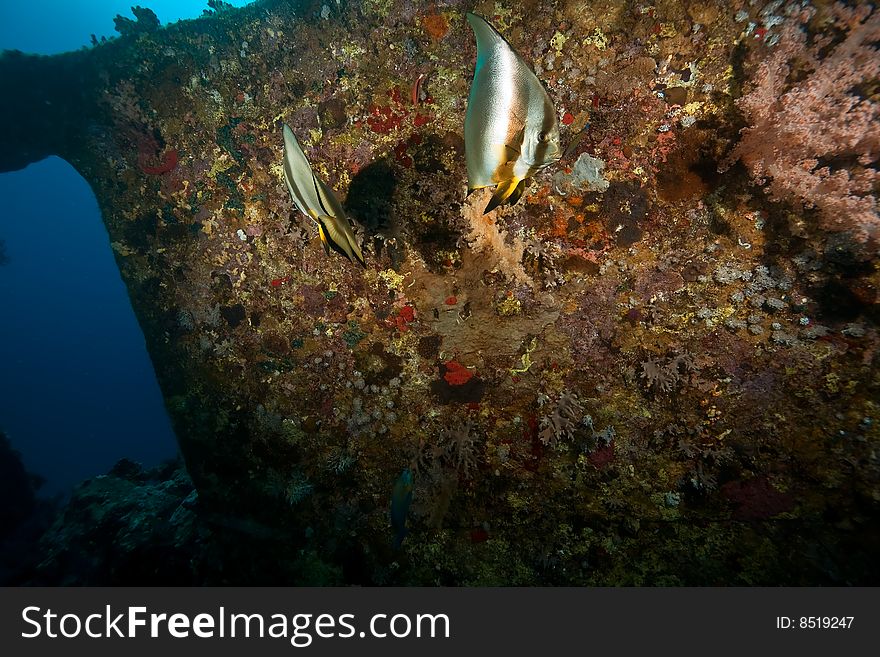 Wreck Dunraven 1876 taken in the red sea.