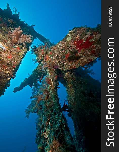 Wreck Dunraven 1876 taken in the red sea. Wreck Dunraven 1876 taken in the red sea.