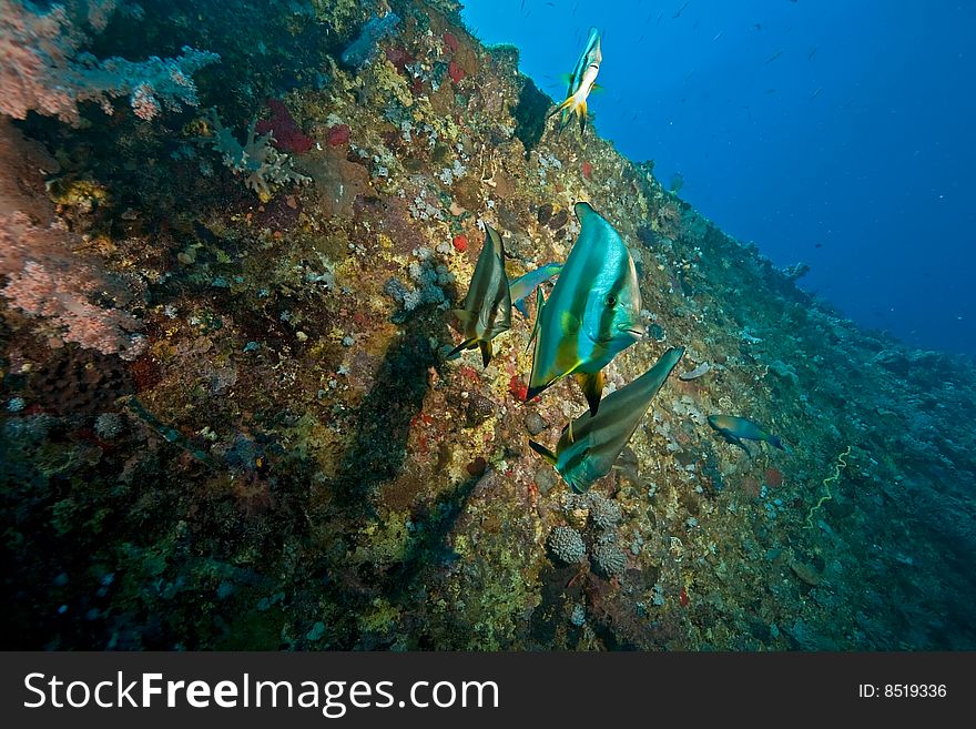 Wreck Dunraven 1876 taken in the red sea.