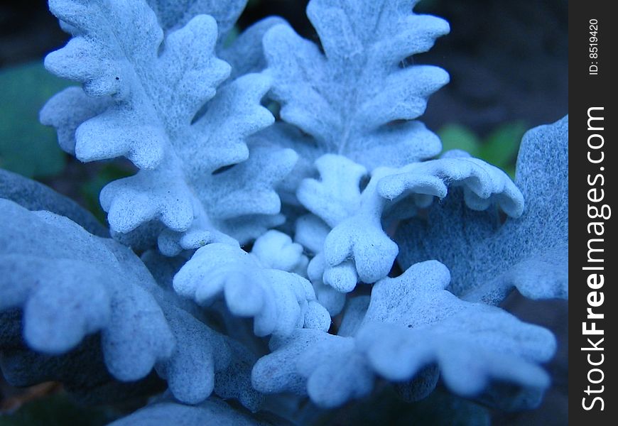 Exotic, not the usual flower, with effect of a covering of a snow, is made in the summer